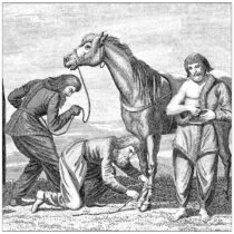 Dental plaque provides insight into the diet of horse-back warriors