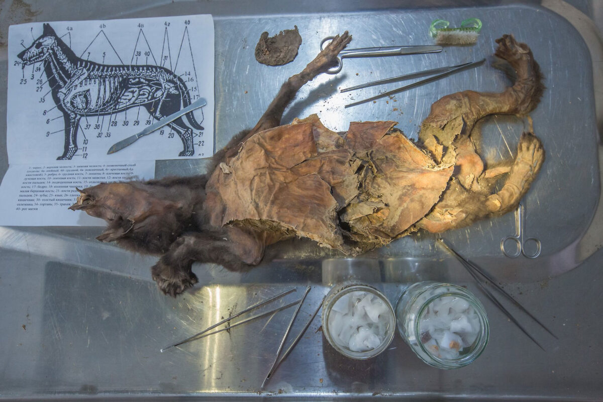 The Tumat-1 wolf puppy. Photo taken in Vienna, Austria, 2018. Photo: Mietje Germonpré.