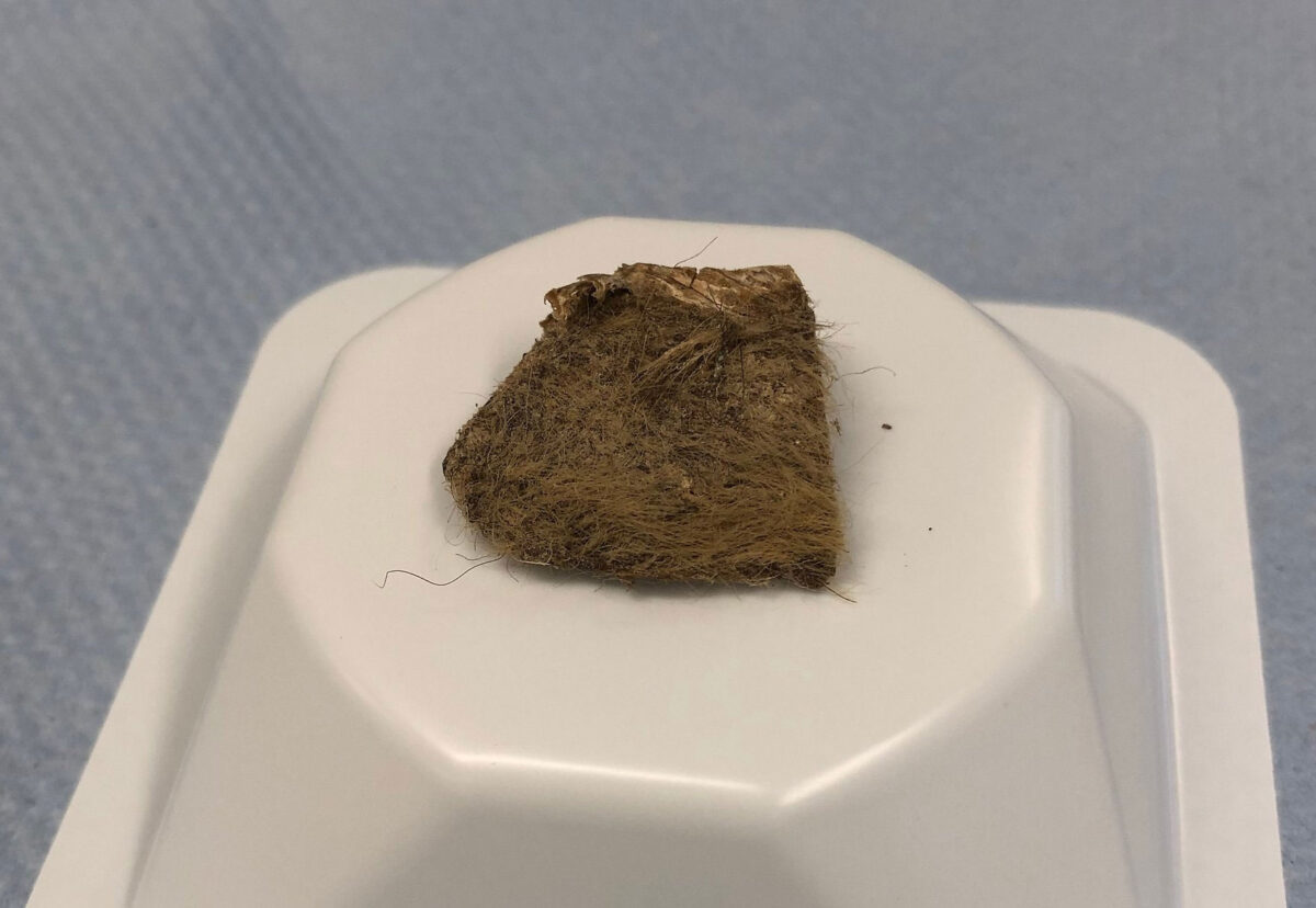 The piece of woolly rhino tissue found inside the stomach of the Tumat-1 puppy. Note that the small cut marks are from the DNA sampling done at the Centre for Palaeogenetics in Stockholm in 2020. Photo: Love Dalén.