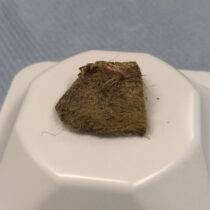 Woolly rhino genome recovered from Ice Age wolf stomach