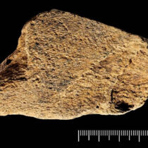 The oldest elephant bone tool in Europe