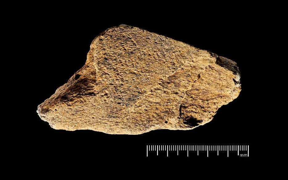 The oldest elephant bone tool in Europe