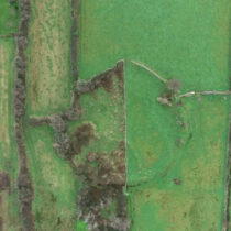 Forgotten children of Ireland