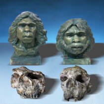 Journey to Asia happened sooner than believed