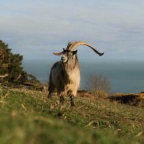 Old Irish Goat carries 3,000 years of Irish history