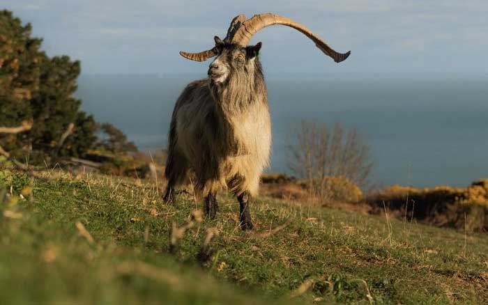 Old Irish Goat carries 3,000 years of Irish history