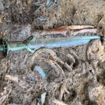 Fascinating archaeological find becomes a source of knowledge