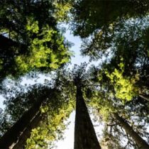 Black Death ‘rewilding’ did not boost biodiversity