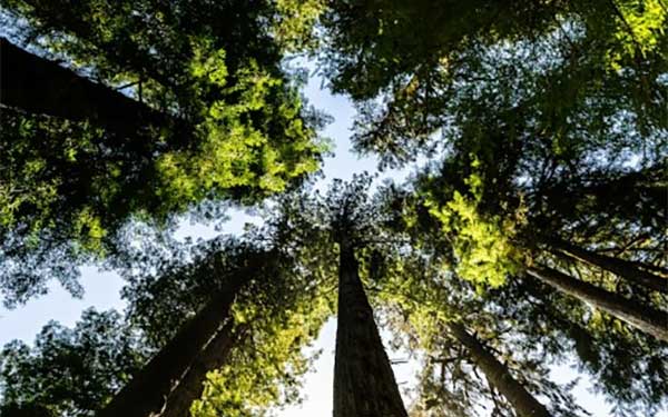 Black Death ‘rewilding’ did not boost biodiversity