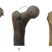Did the first human ancestor originate in the Balkans?