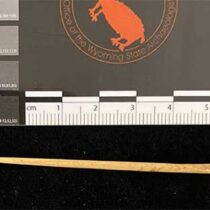 Ancient needles and awls served many purposes